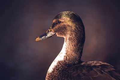 Close-up of bird