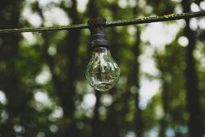 Close-up of light bulb hanging on tree
