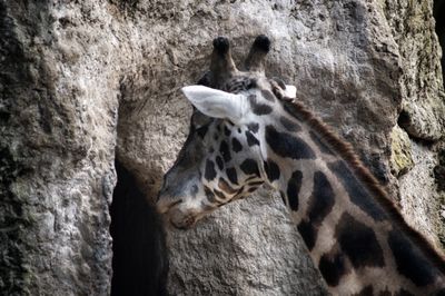 Giraffe by rock formation at zoo