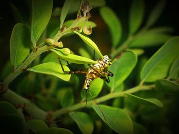 Close-up of insect on plant