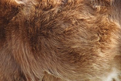 Close-up of a cat
