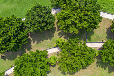 High angle view of trees and plants