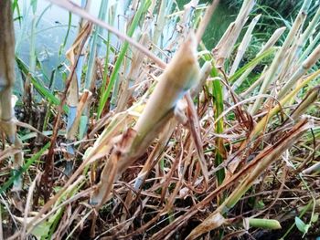 Close-up of bamboo amidst plants on field