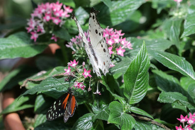 Close-up of butterfly on purple flowering plant