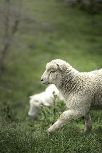 Full length of a sheep on field