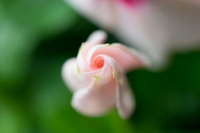 Close-up of flower blooming outdoors