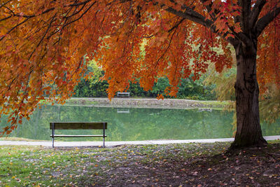 Bench by tree in park during autumn