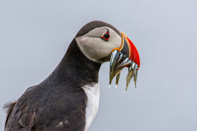 Close-up of a bird