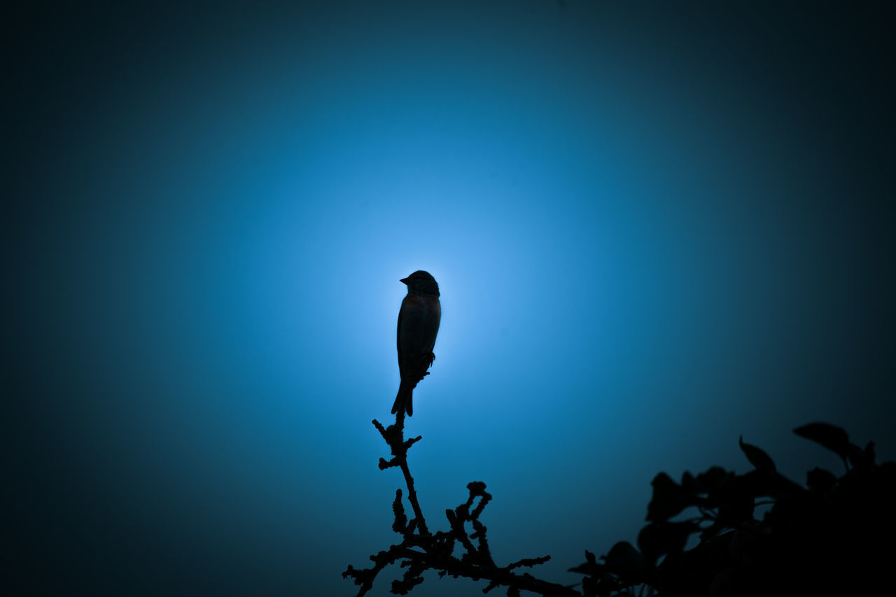 LOW ANGLE VIEW OF SILHOUETTE BIRDS AGAINST BLUE SKY