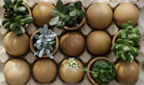 Close-up of vegetables on table