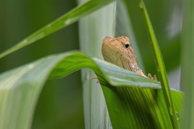 Close-up of frog on leaf