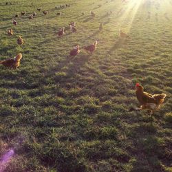 High angle view of rooster on field