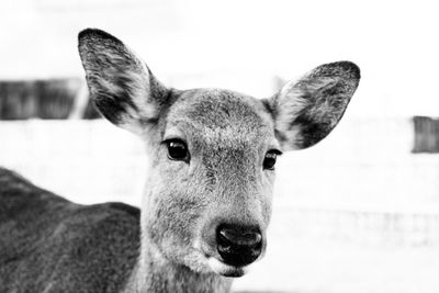 Portrait of deer