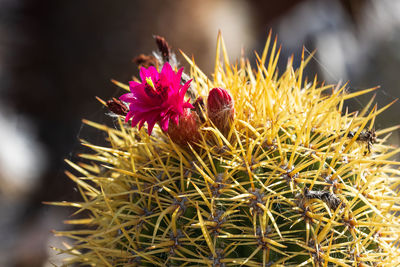 thorns, spines, and prickles