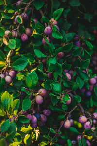 Close-up of berries growing on tree