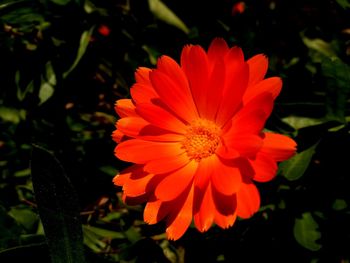 Close-up of flower blooming outdoors