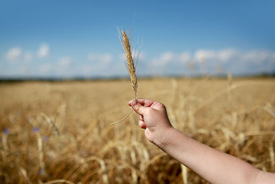 Hand holding wheat crop in field