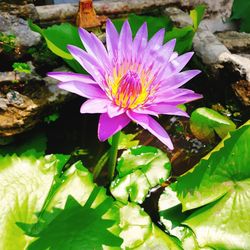 Close-up of purple water lily blooming outdoors