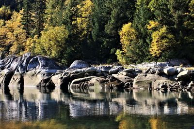 View of a lake with plants in the background