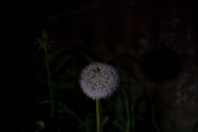 Close-up of dandelion on field at night