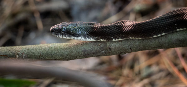 Close-up of snake on tree