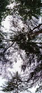 Low angle view of trees in forest