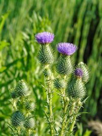 Close-up of thistle flowers on field