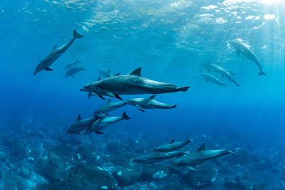 Fish swimming in sea