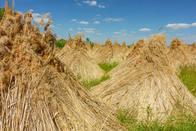 Plants growing on field against sky