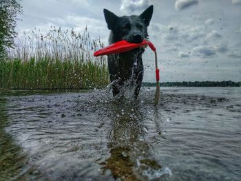 Portrait of dog with toy at lakeshore against sky