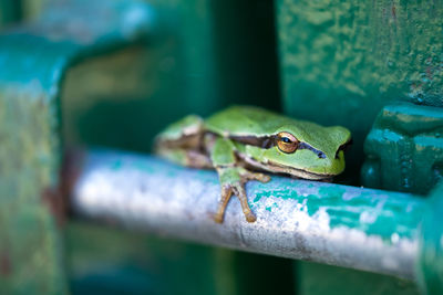 Close-up of frog on leaf