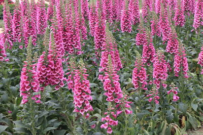 Full frame shot of pink flowering plants