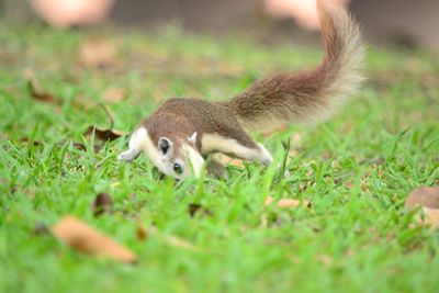 Close-up of rabbit on field