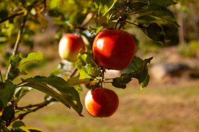 Close-up of apple on tree