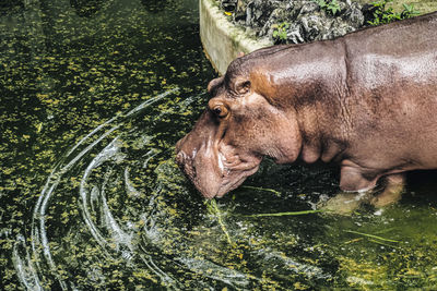 High angle view of lion swimming in lake