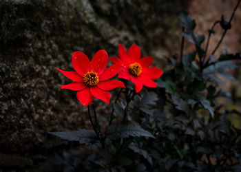 Close-up of red flowering plant