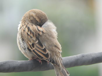 Close-up of bird perching on branch