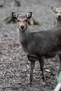 Portrait of giraffe standing on field