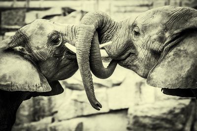 Close-up side view of elephants