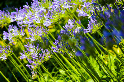 Close-up of purple flowering plants