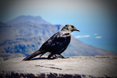 Close-up of bird perching against sky