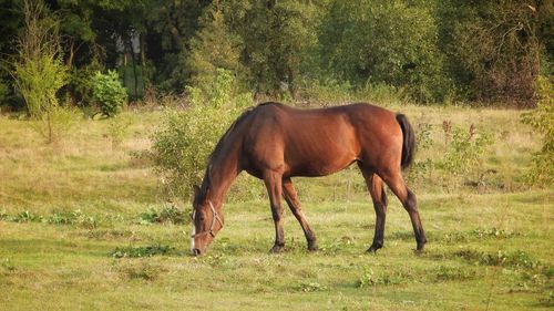 Side view of horse on field