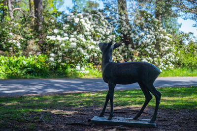 Deer standing in a field