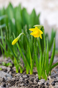 Close-up of yellow crocus flower on field