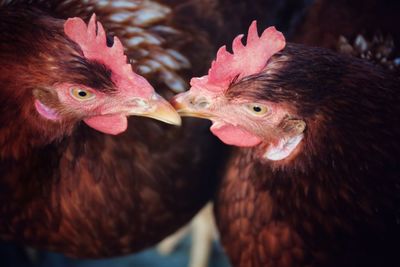 Close-up of birds