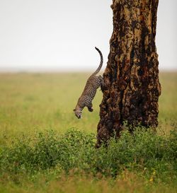 Side view of cheetah on field