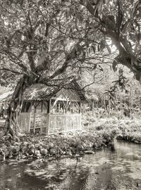 Reflection of trees in water