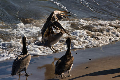 Seagulls on beach