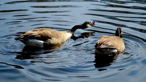 Ducks swimming in lake