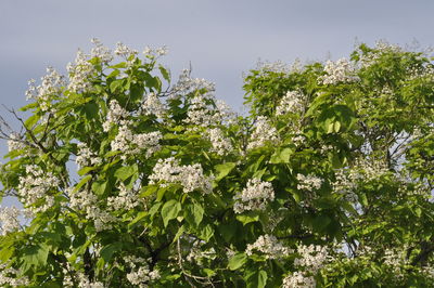 plant